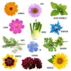 Fleurs colorées et herbes vertes avec noms, coffret Jardiner les fleurs à papillon.