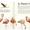 Pages ouvertes du livre L'anthologie illustrée des animaux fascinants avec illustrations de six flamants roses en différentes
