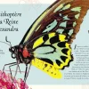L'anthologie illustrée des insectes étonnants - Auzou