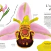 Fleur d'orchidée abeille rose jaune brune, imitation d'abeille détaillée, texte explicatif