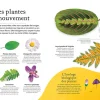 Page avec illustrations et descriptions de huit plantes différentes en mouvement, feuilles et fleurs colorées.