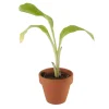 Jeune bananier vert clair avec trois feuilles dans un pot en terre cuite rouge.