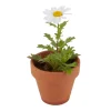 Pot en terre cuite contenant une plante verte avec une fleur de pâquerette blanche et jaune